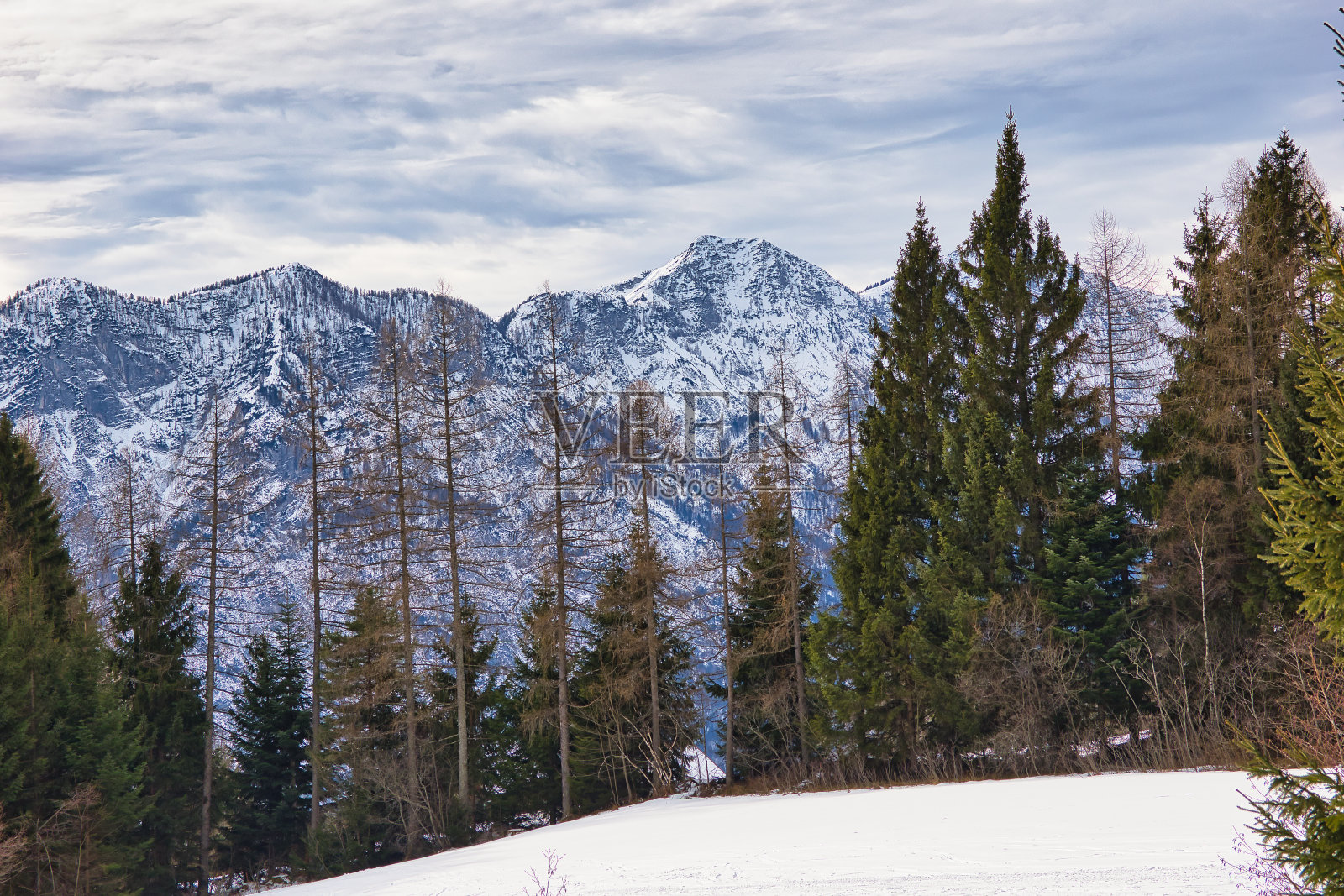 世界遗产哈尔施塔特达赫施泰因地区山坡上白雪覆盖的树木照片摄影图片