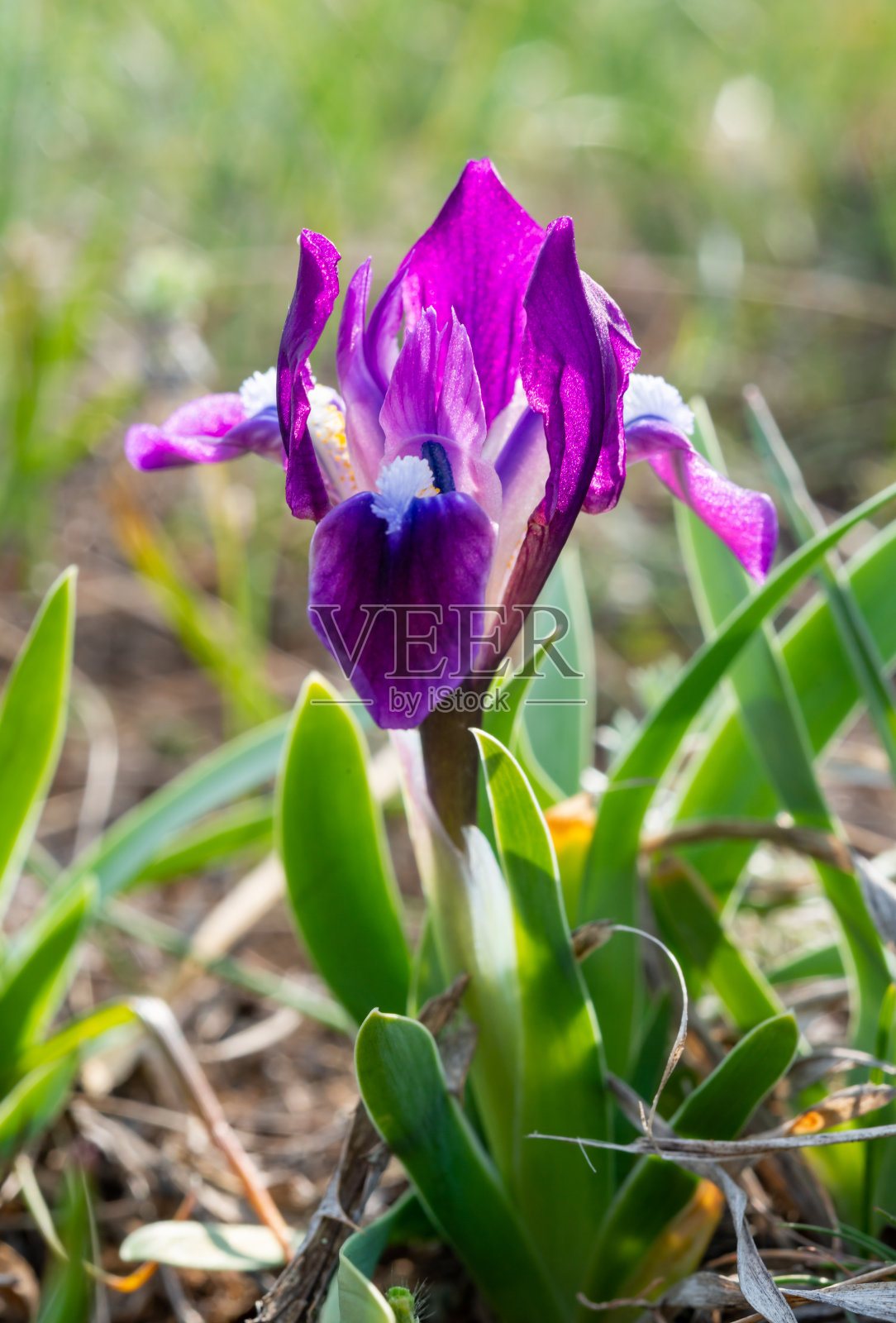濒危草原植物侏儒鸢尾或矮鸢尾(鸢尾)，乌克兰红皮书照片摄影图片