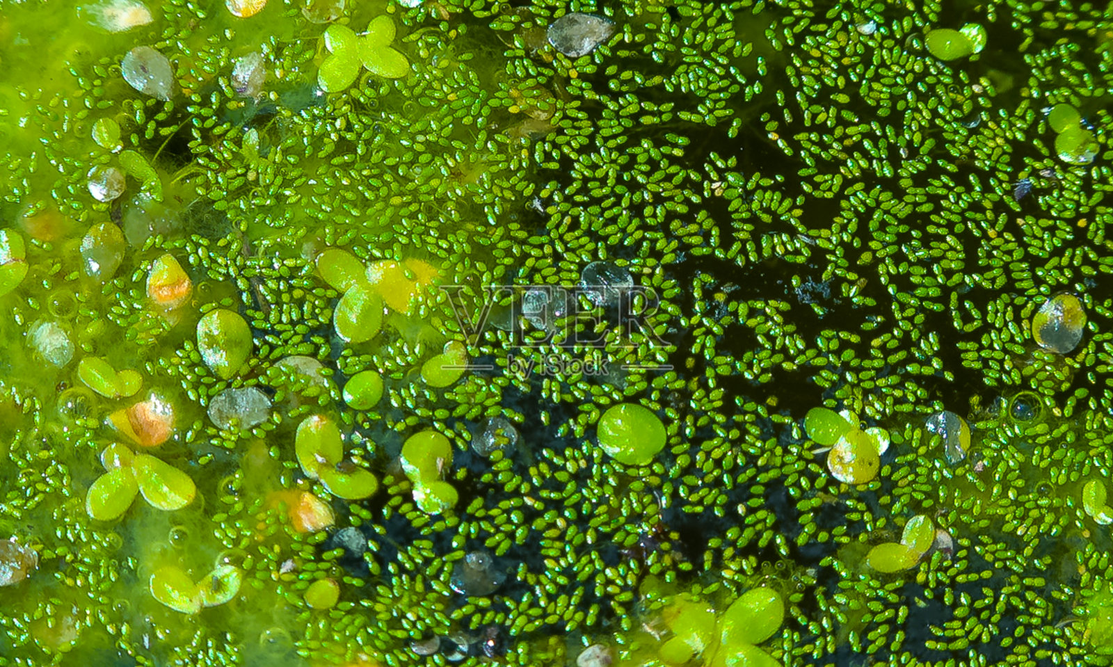 水面上最小的开花植物(Wolffia arrhiza)和浮萍(lena turionifera)。照片摄影图片