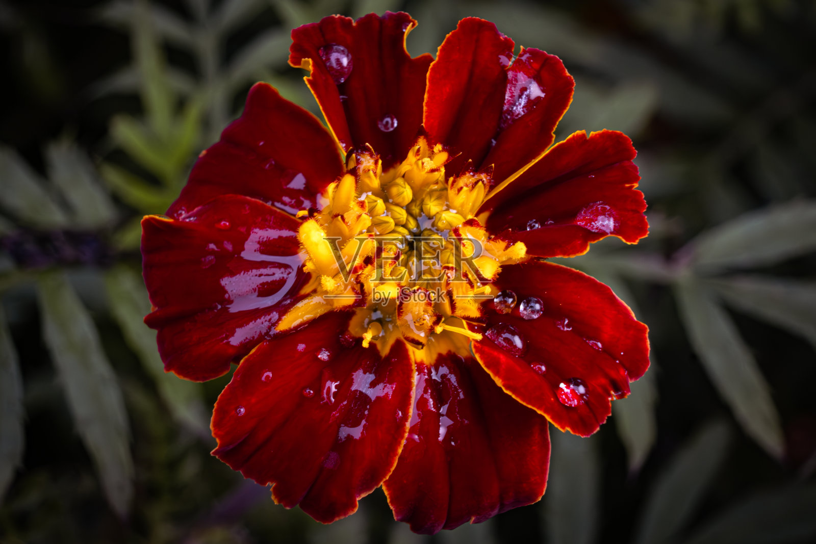 孔雀草照片摄影图片