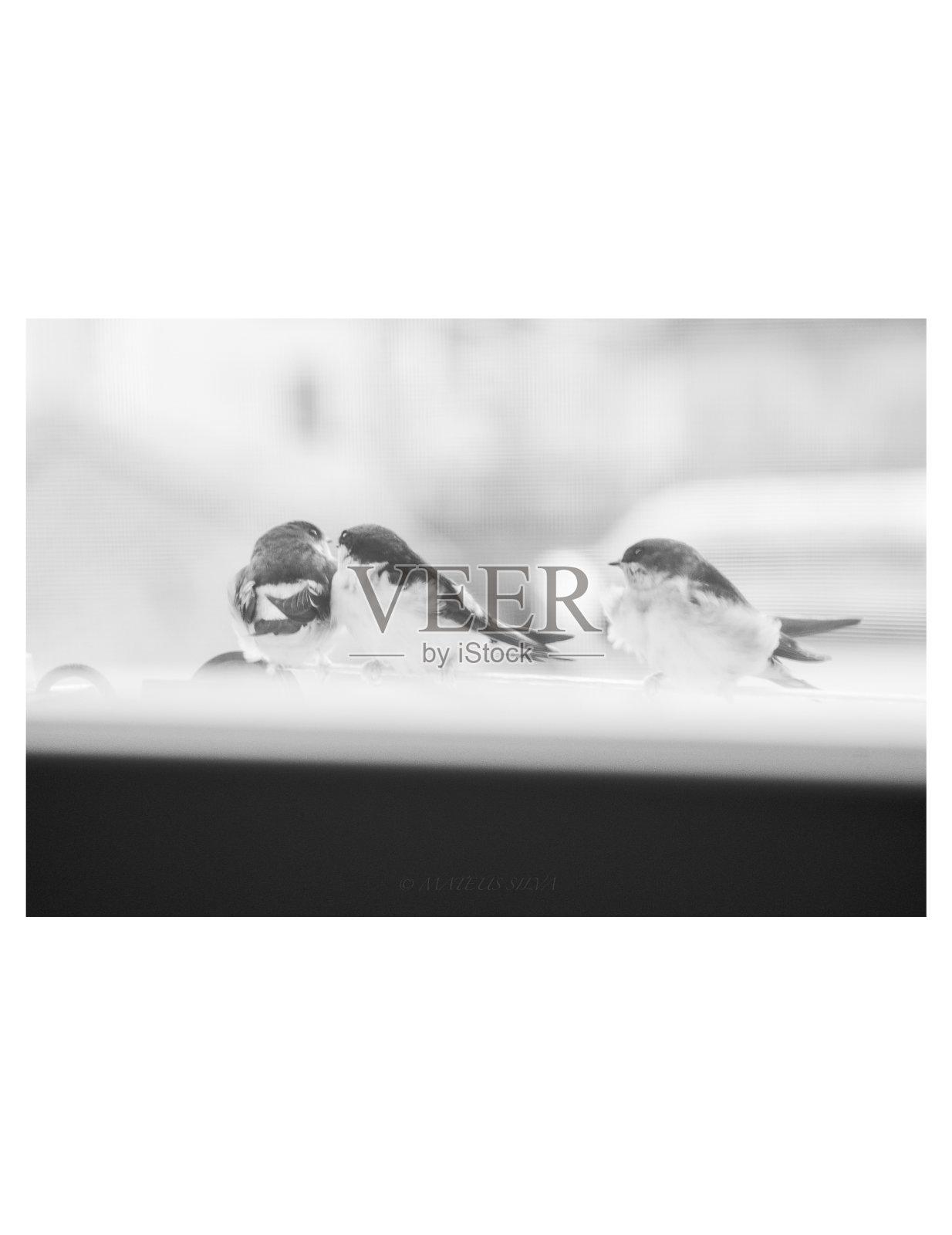 绳子上的燕子照片摄影图片