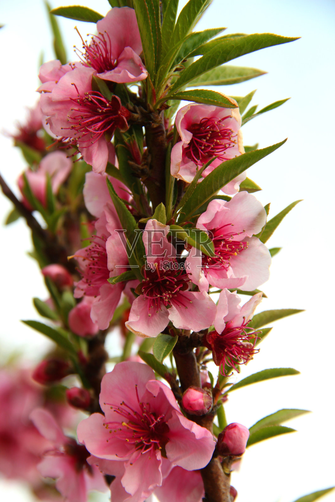 灌木开花的树枝上开着粉红色的大花照片摄影图片