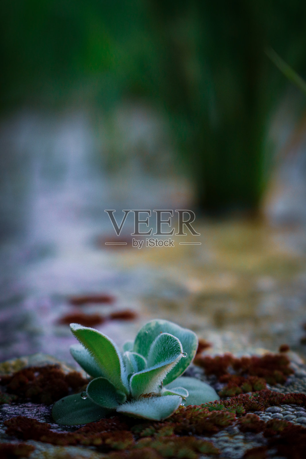 特写，水中的绿色植物照片摄影图片