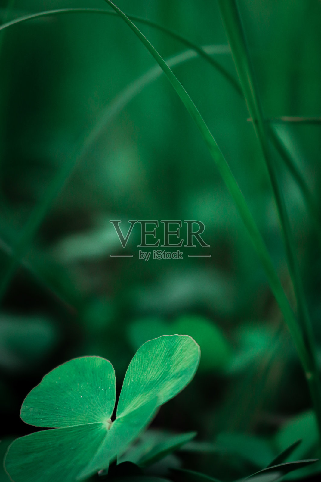 特写，水中的绿色植物照片摄影图片