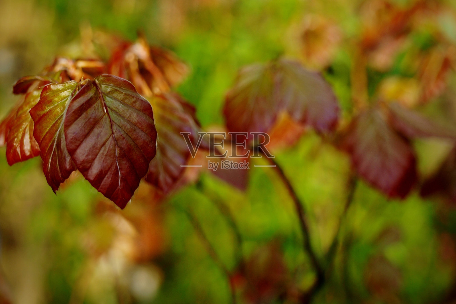 彩色山毛榉叶照片摄影图片
