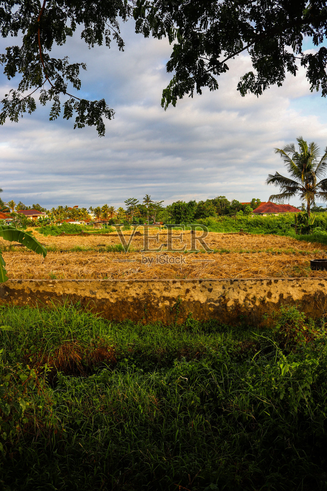 稻田的照片，黄色的稻田，收获后照片摄影图片