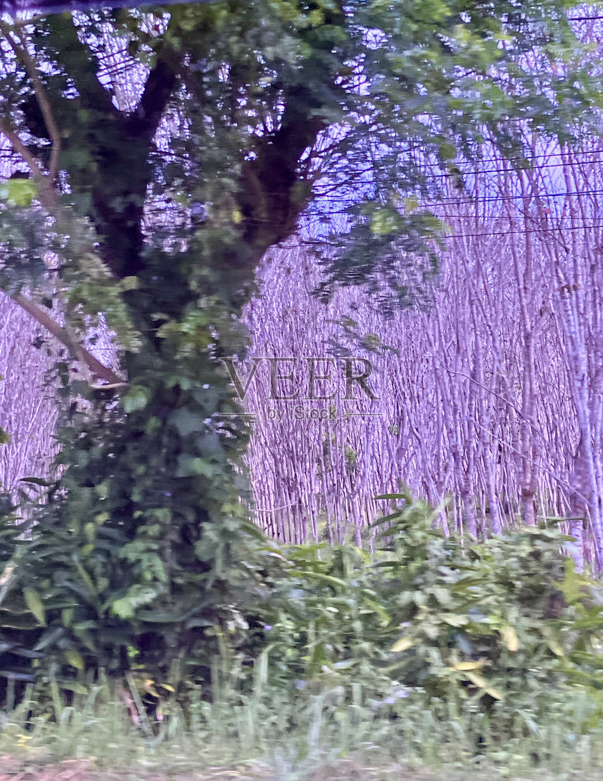 在庄省的森林照片摄影图片