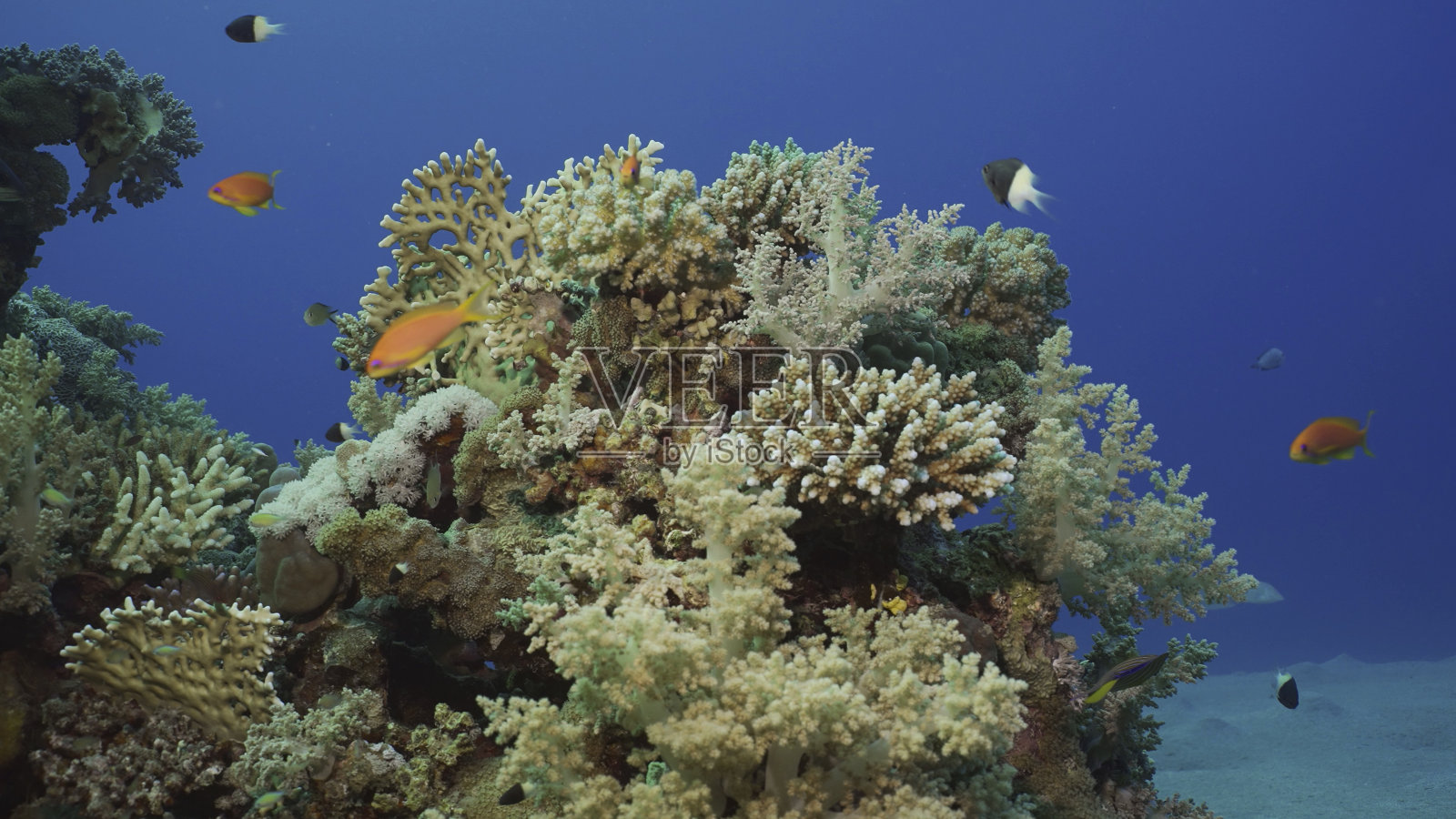 阳光明媚的埃及红海，热带鱼的彩色珊瑚礁照片摄影图片