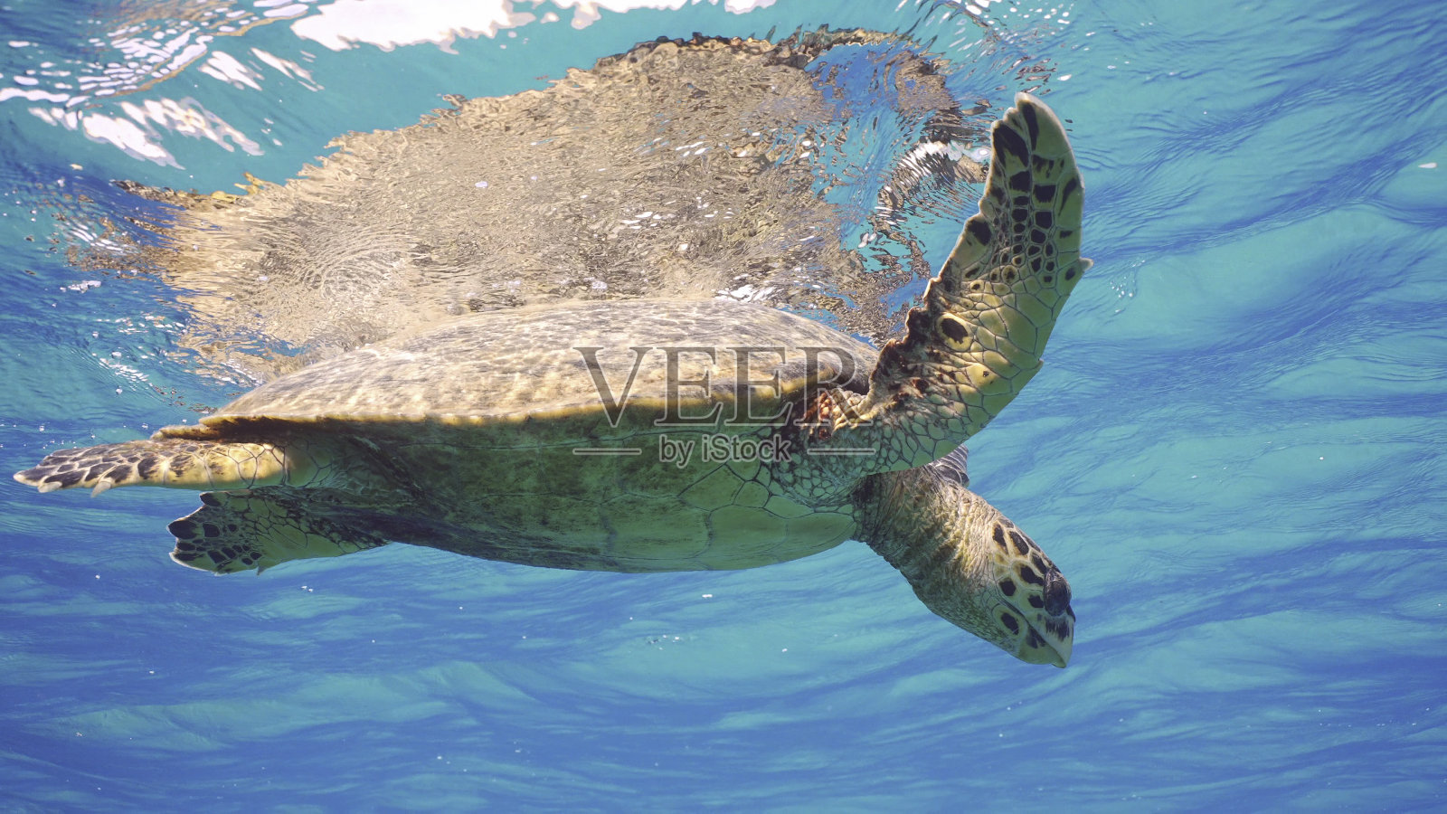 海龟在水面休息并向下看。玳瑁海龟或砗磲（Eretmochelys imbricata）在蓝色水面上，注视着动作，红海，埃及照片摄影图片