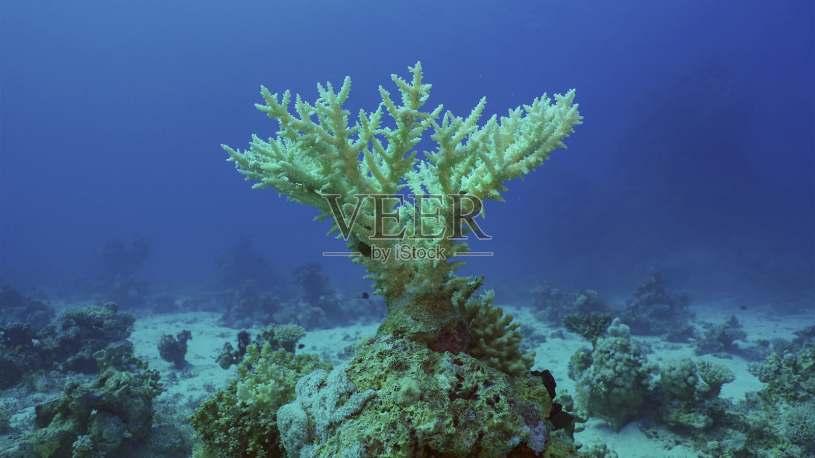 气候变化和全球变暖导致海水过度升温，珊瑚白化死亡。埃及萨法加红海的脱色珊瑚照片摄影图片