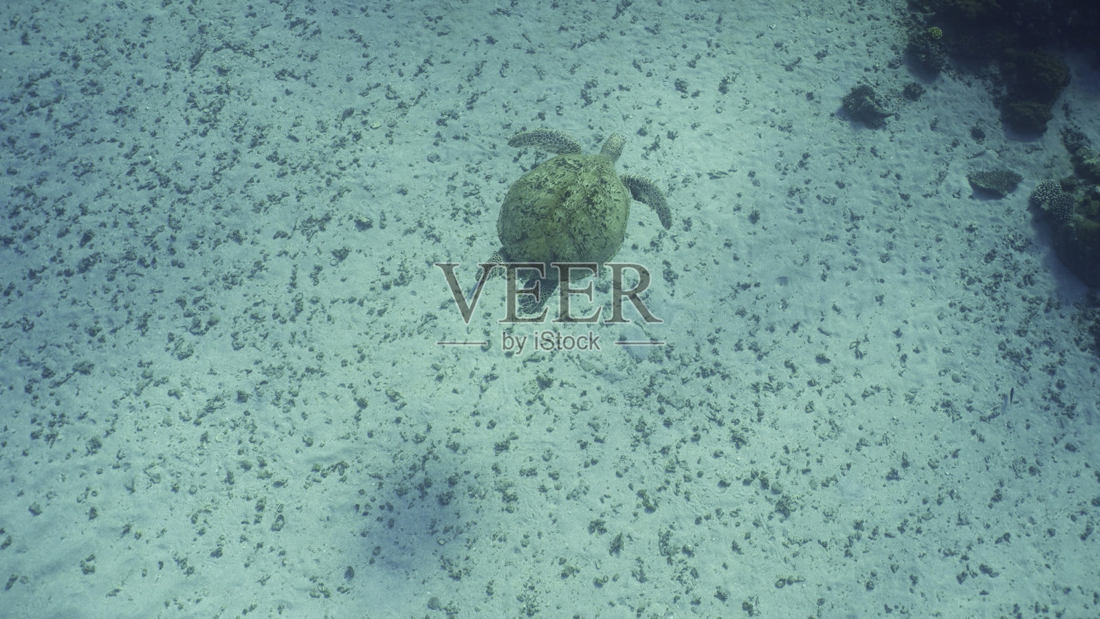 红海埃及深海中漂浮在沙质海底的大绿海龟（绿海龟）俯视图照片摄影图片