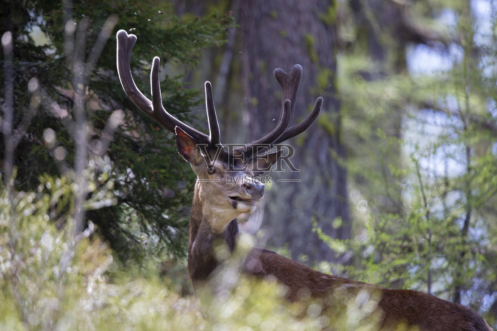 春天长有鹿角的雄性马鹿照片摄影图片