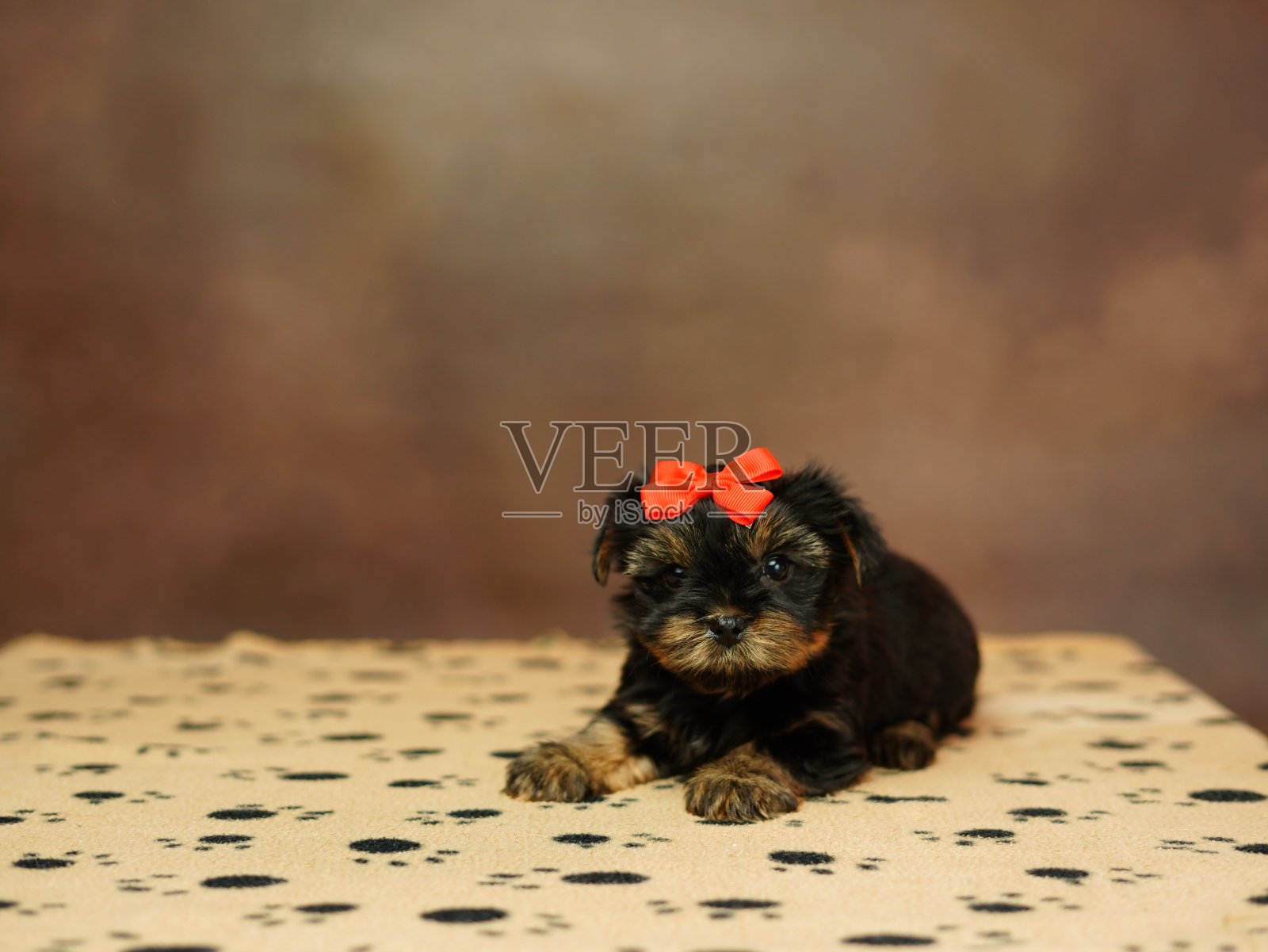 一只小约克夏犬坐在一个女人的怀里，背景是棕色的。可爱的狗。文本复制空间照片摄影图片