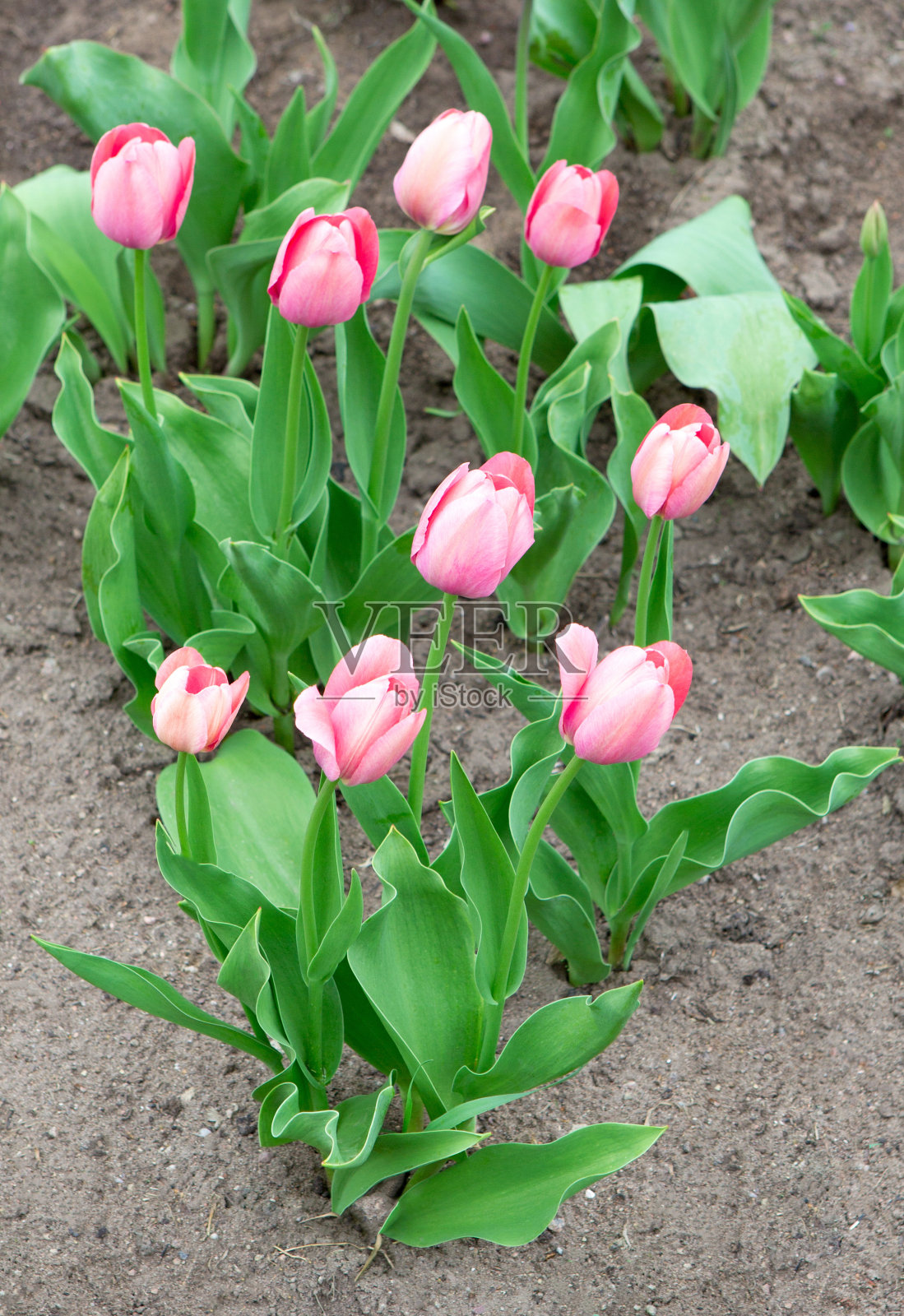开花的粉红色郁金香照片摄影图片
