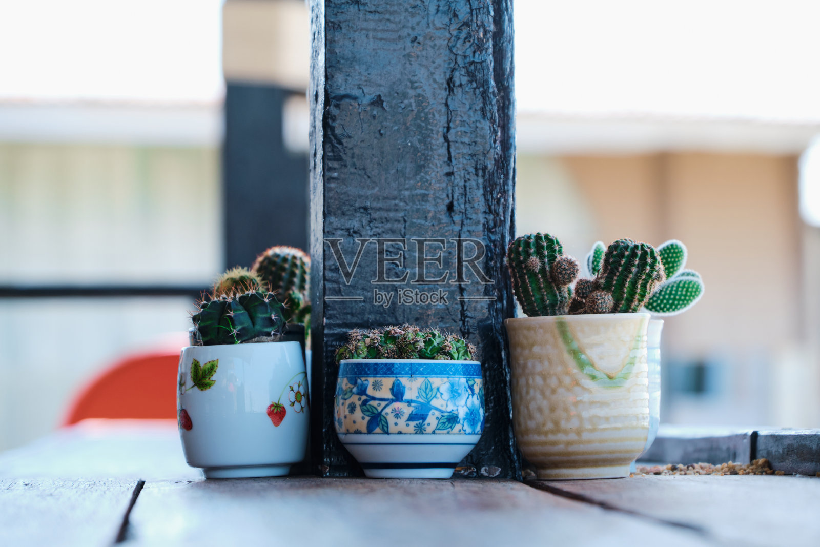 木桌上的仙人掌植物照片摄影图片