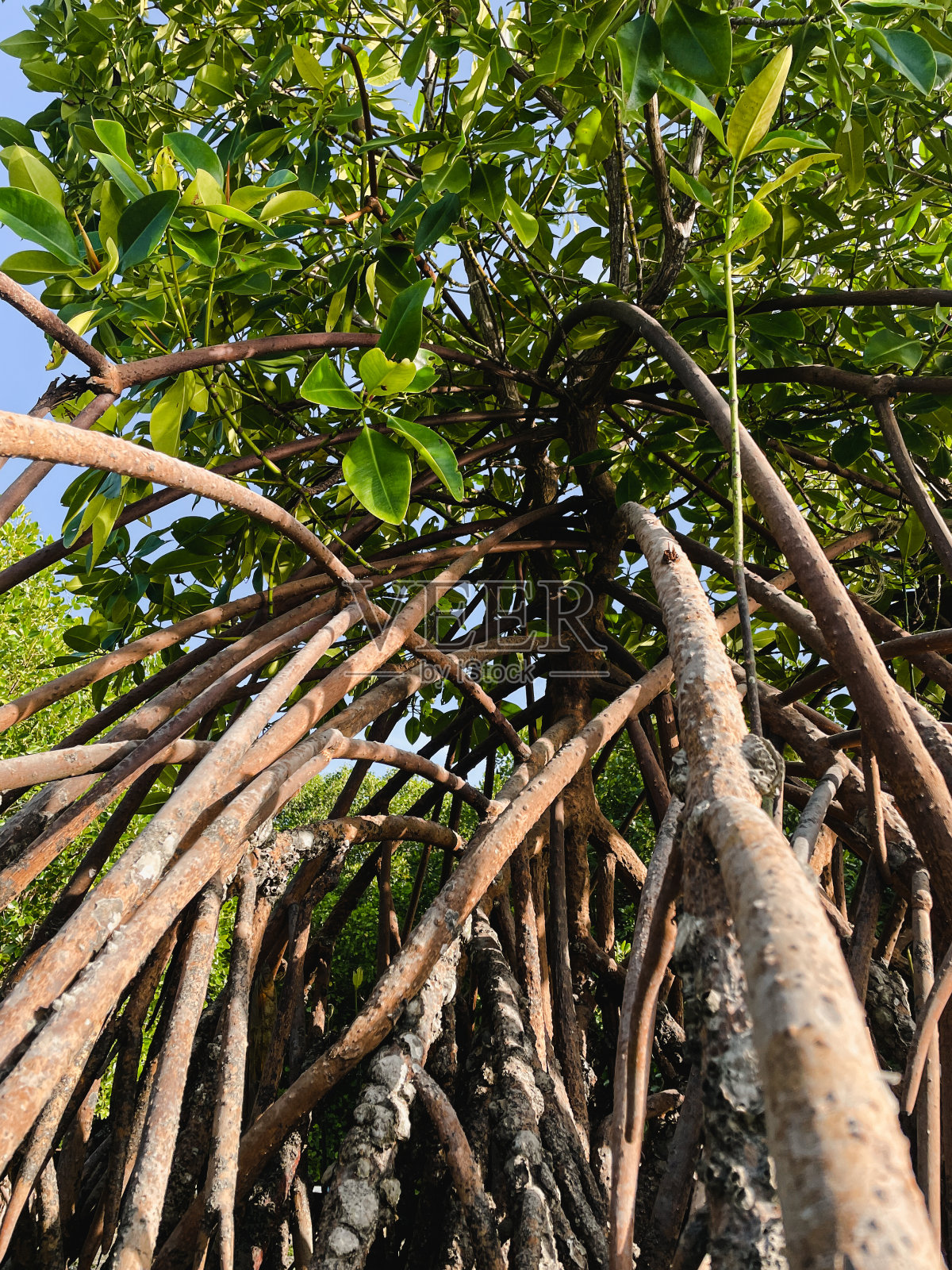 红树林中的红树根照片摄影图片