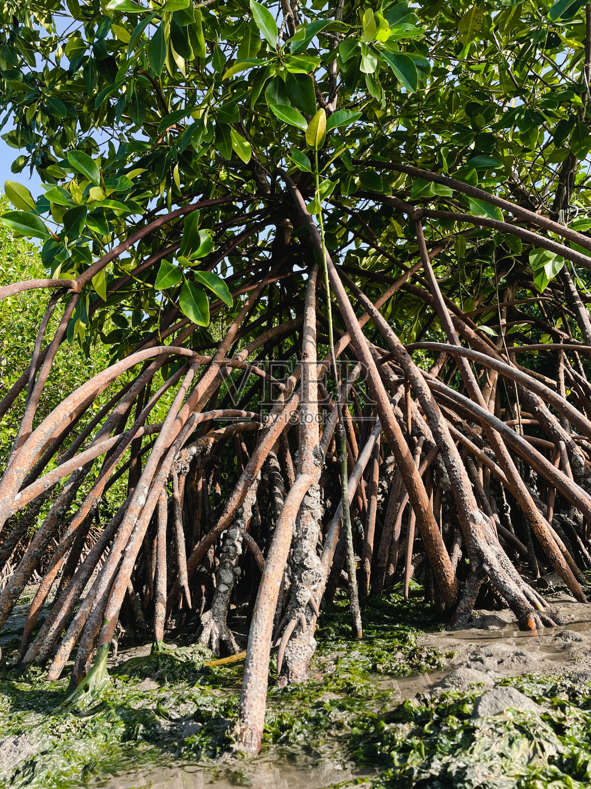 红树林中的红树根照片摄影图片