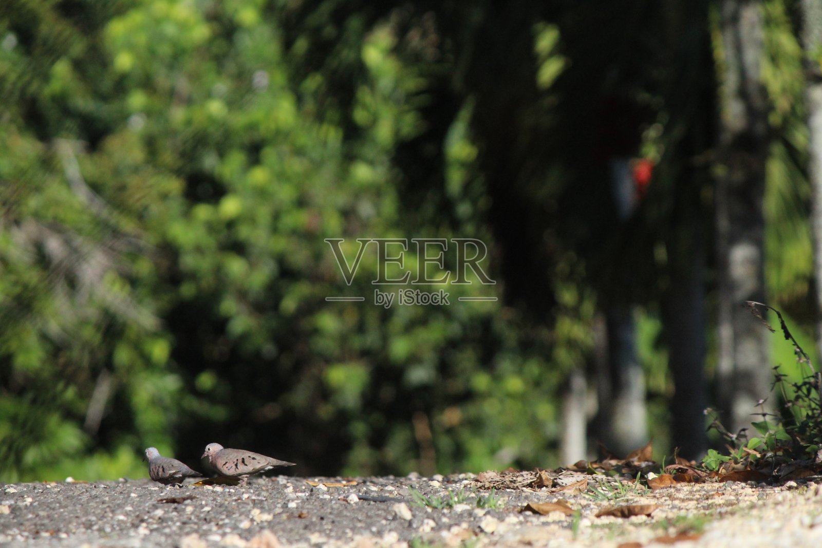 托托拉岛照片摄影图片