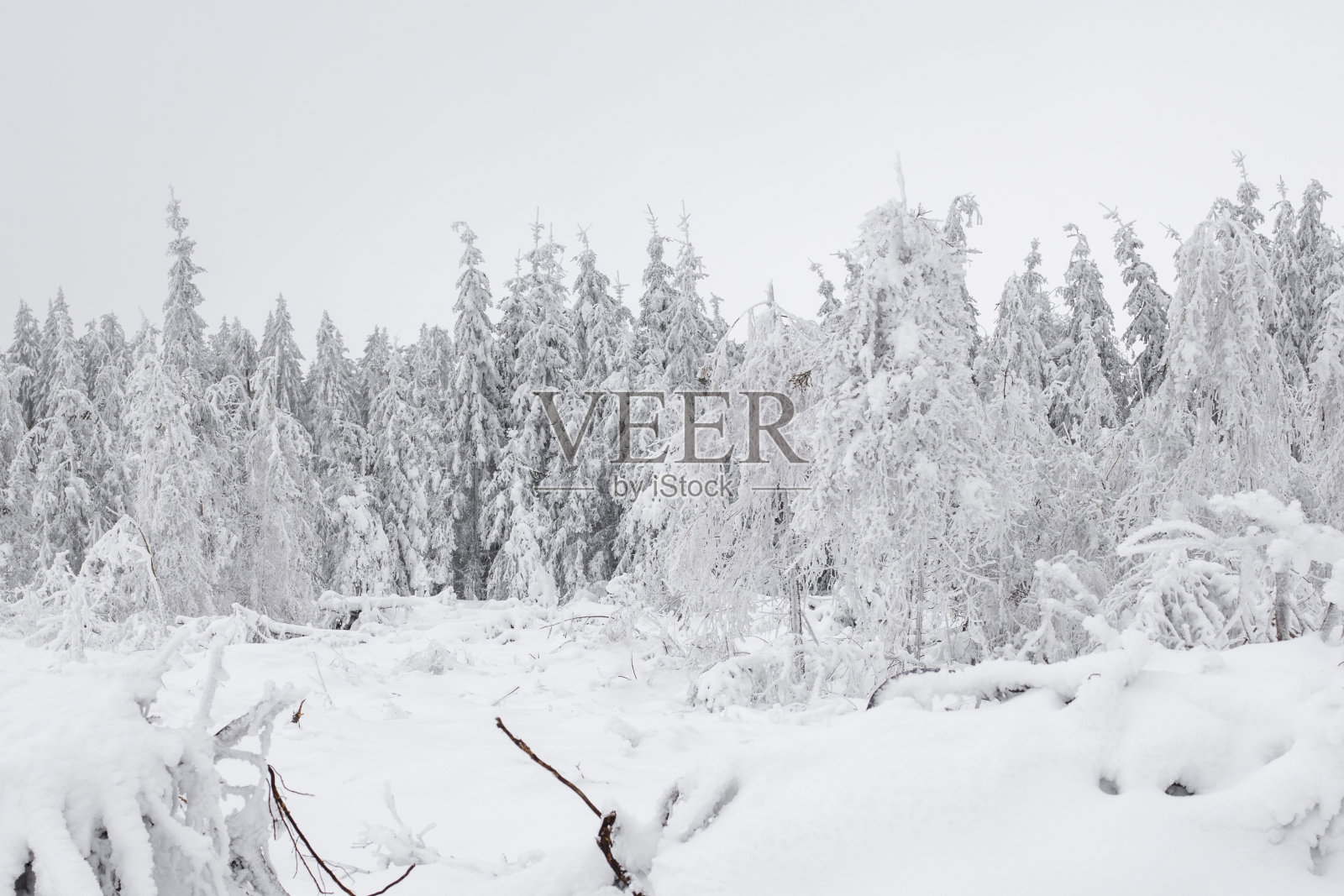 美丽的冬季背景云杉林。照片摄影图片