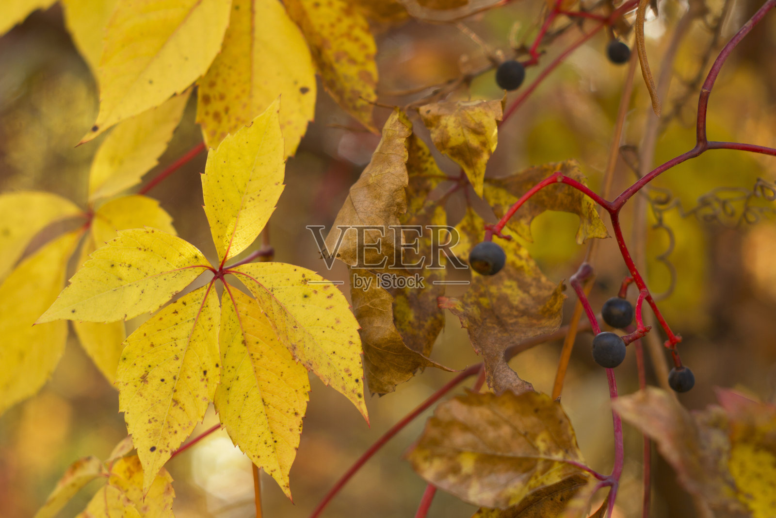 美丽的秋天形象，枝叶金黄，果实累累。公园里五颜六色的树叶。照片摄影图片