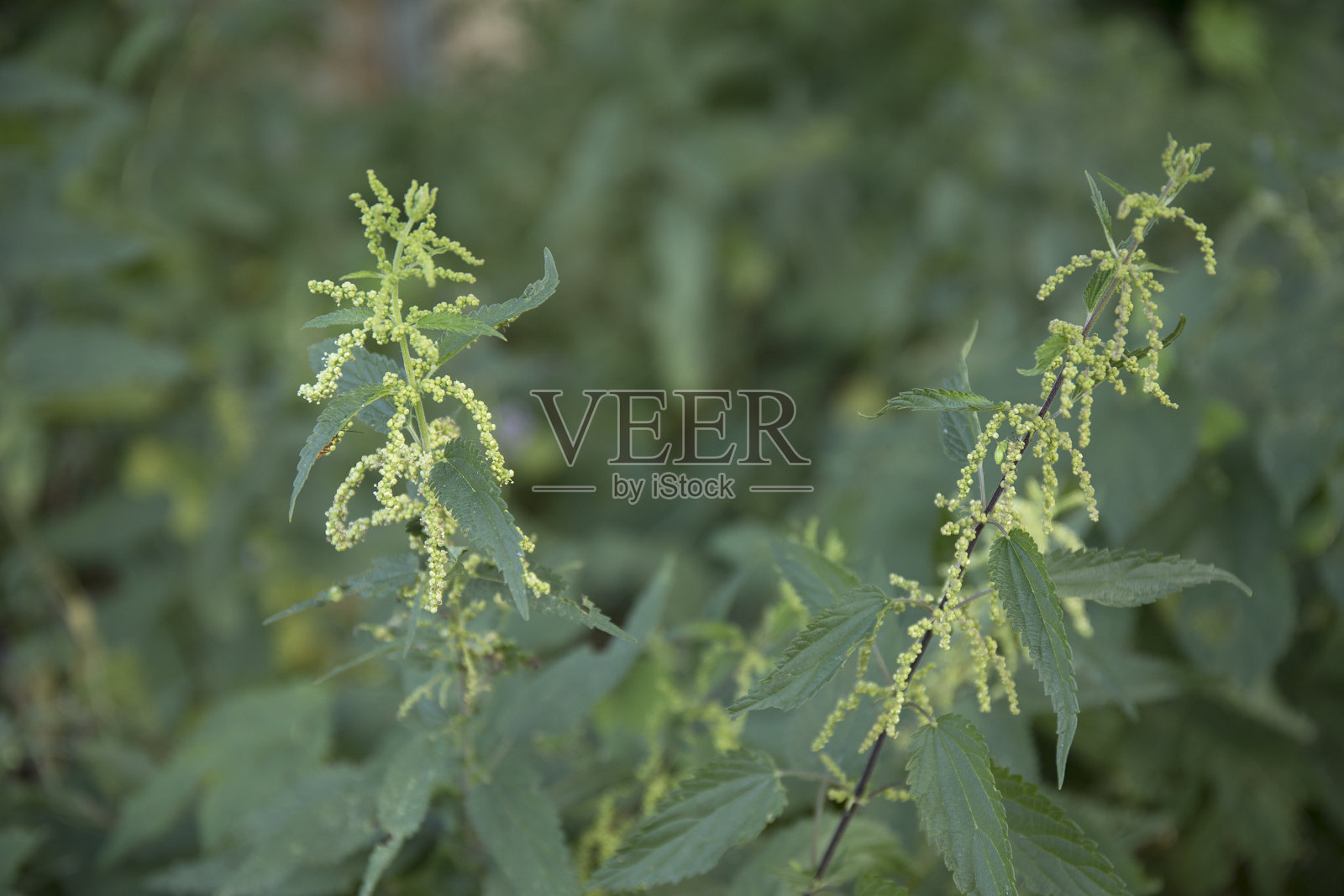 荨麻或荨麻药材近距离，色彩鲜艳，植物生动照片摄影图片