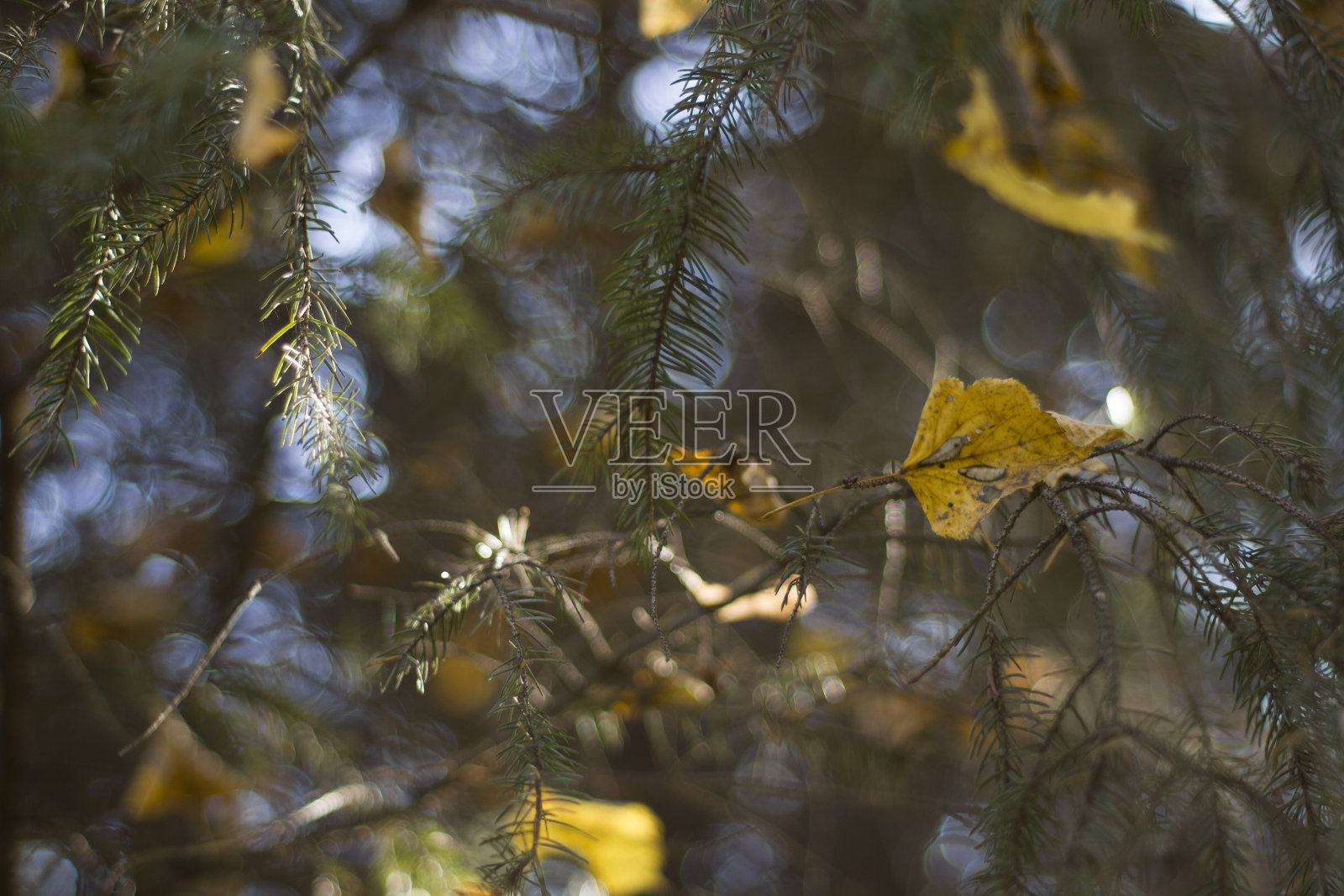 秋天的黄叶映在模糊的天空上。凉爽的背景与选择性软焦点。照片摄影图片