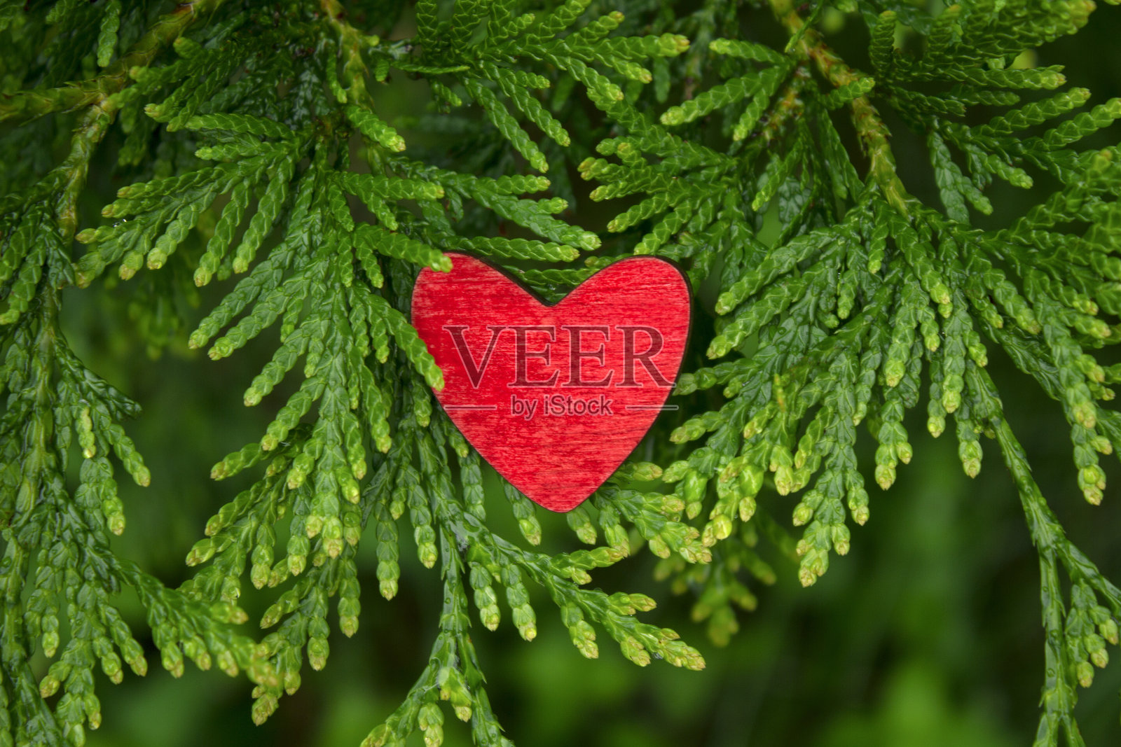 红色的木心在一个美丽清新的绿色树枝的背景照片摄影图片