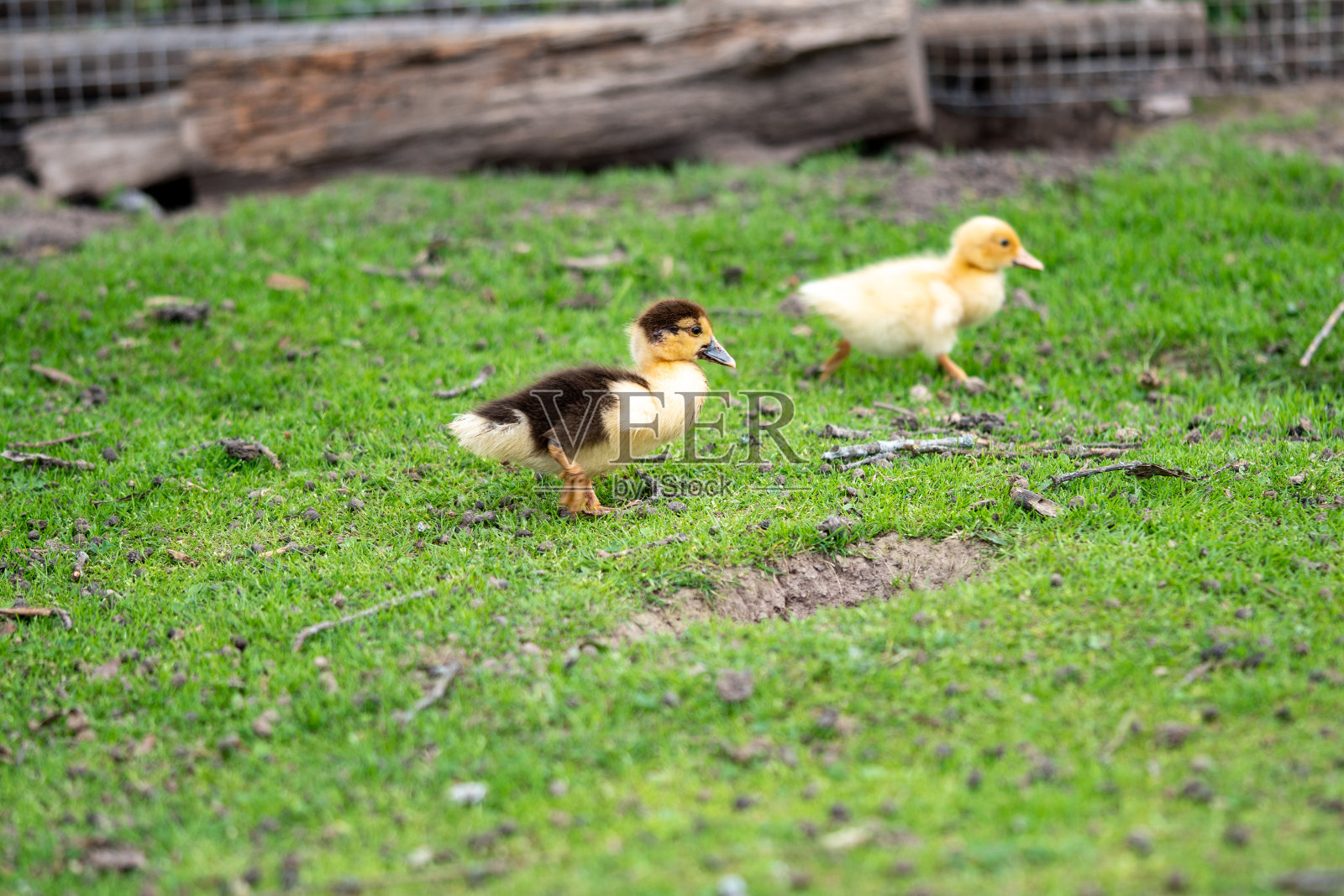 两只刚出生的小鸭子在后院的绿草地上散步。阳光明媚的日子里，可爱的黑黄小鹅在草地上奔跑。照片摄影图片