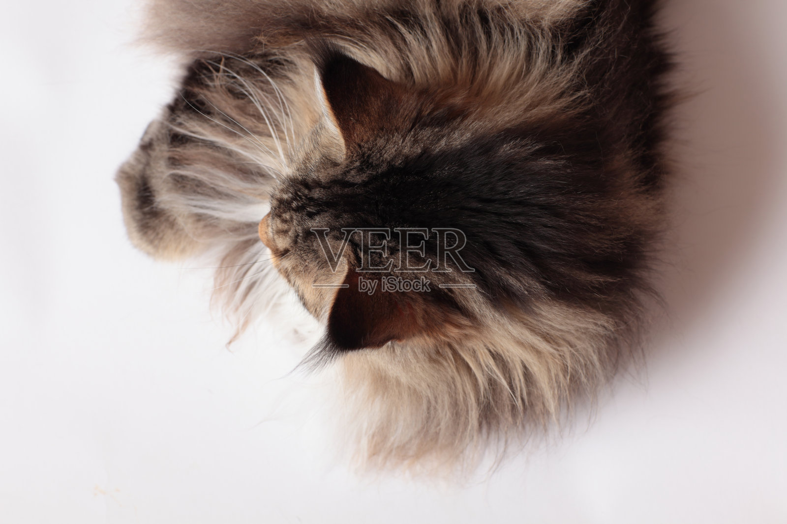 天上来的猫照片摄影图片