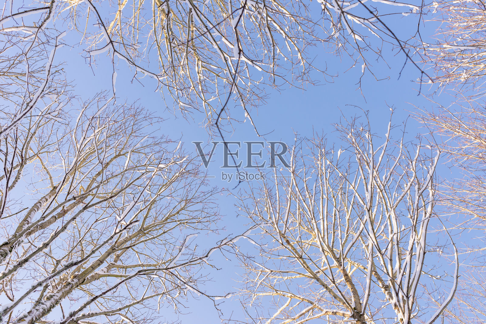树冠从下面看。冬天公园里的树木蓝天。下面的视图照片摄影图片