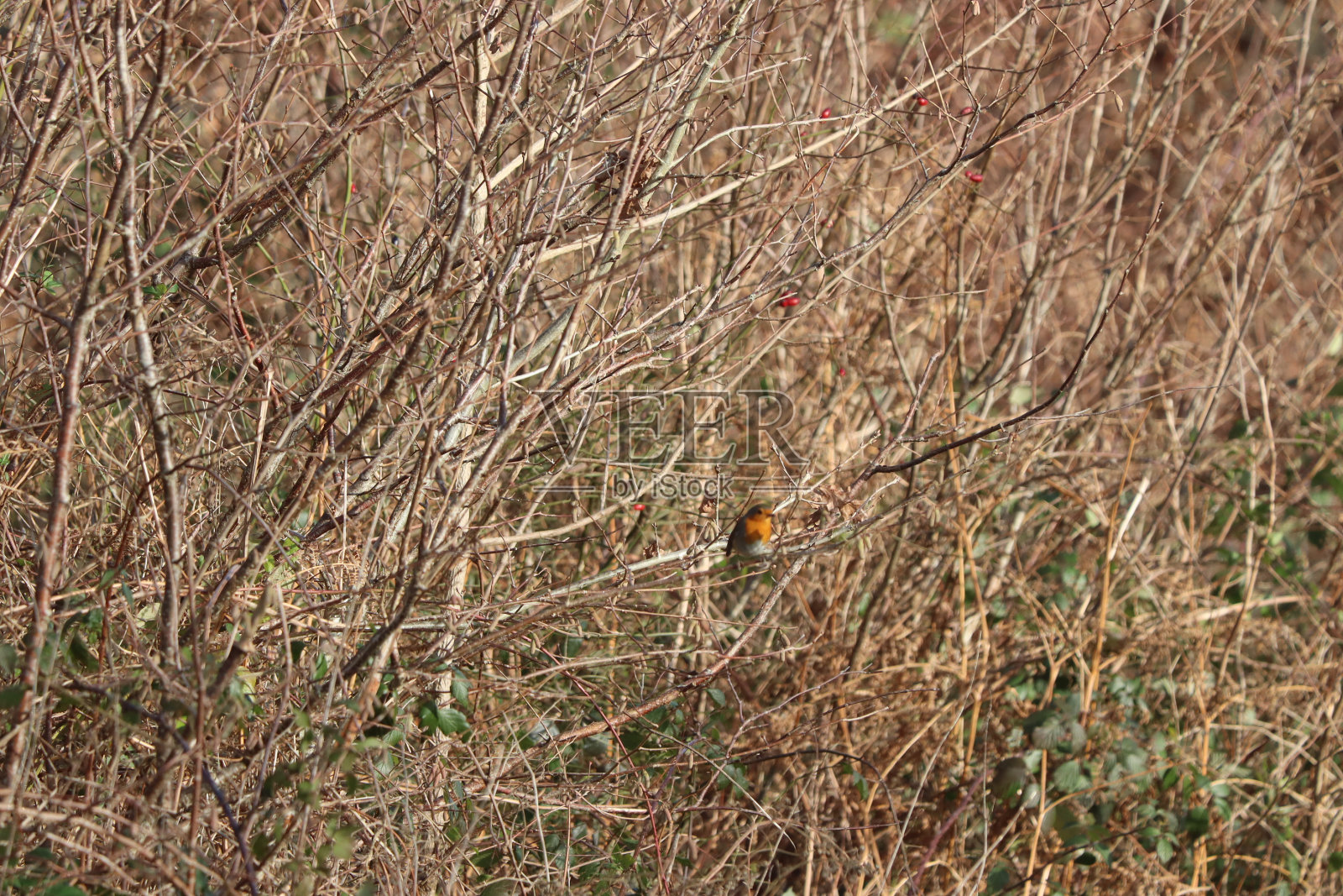 罗宾照片摄影图片