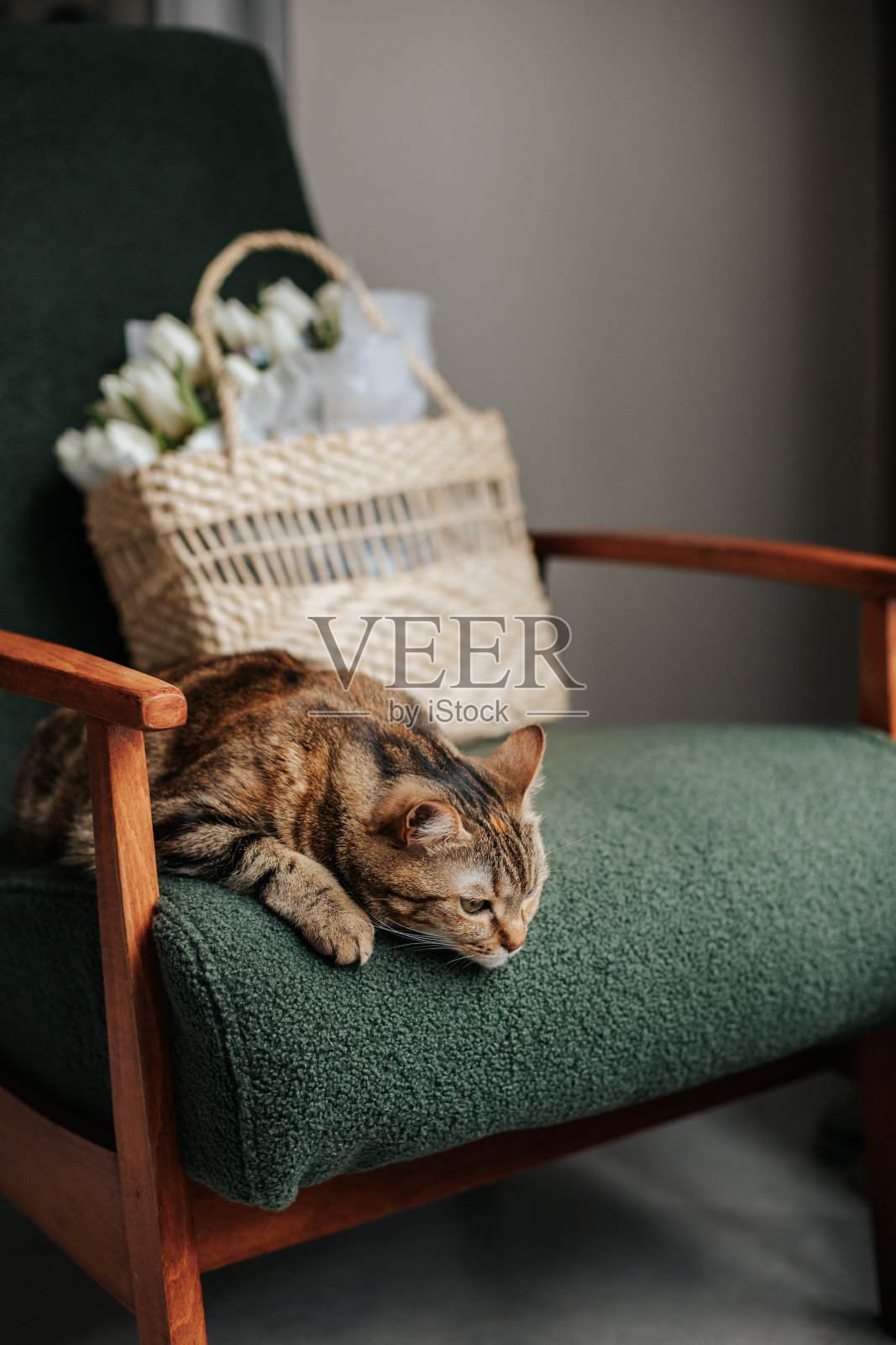 猫照片摄影图片