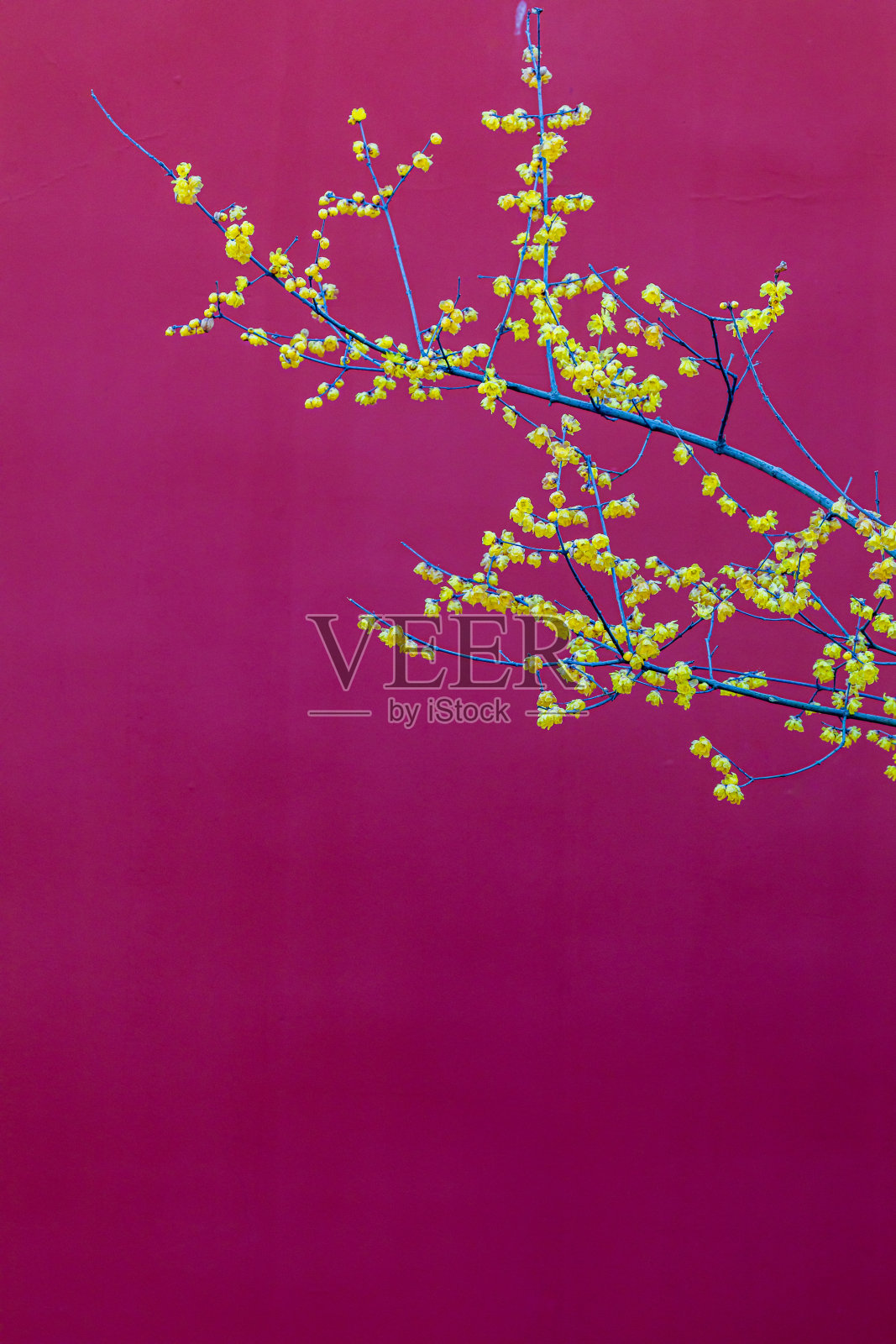 梅花盛开照片摄影图片