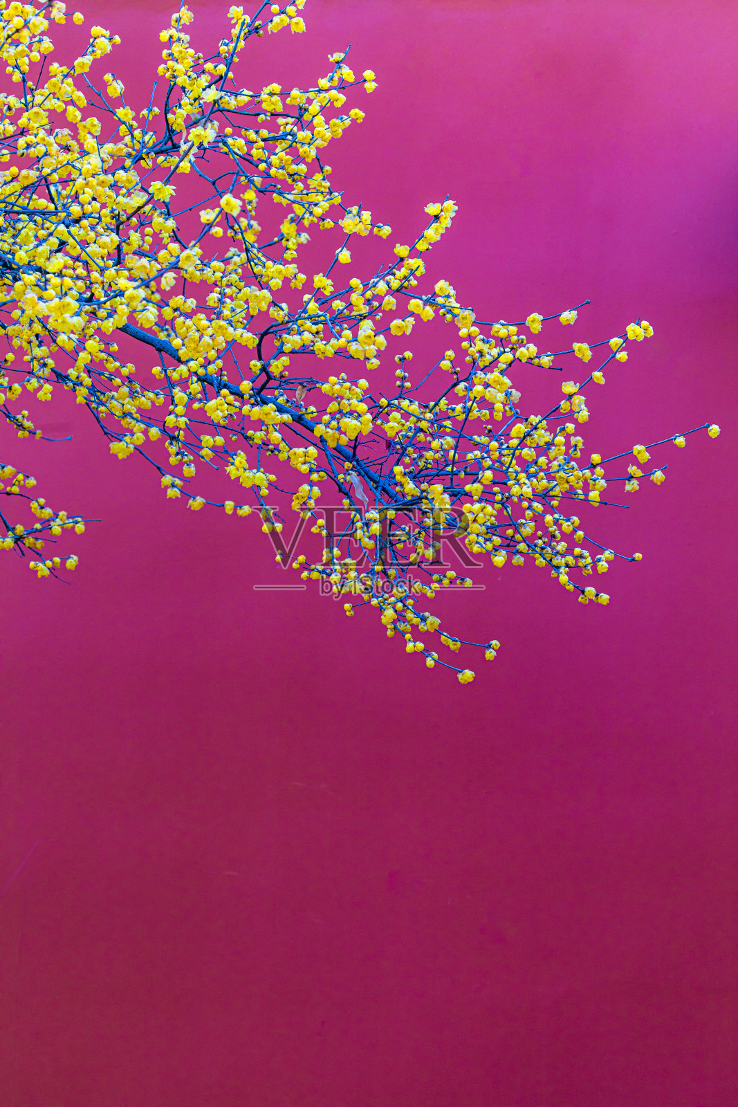 梅花盛开照片摄影图片