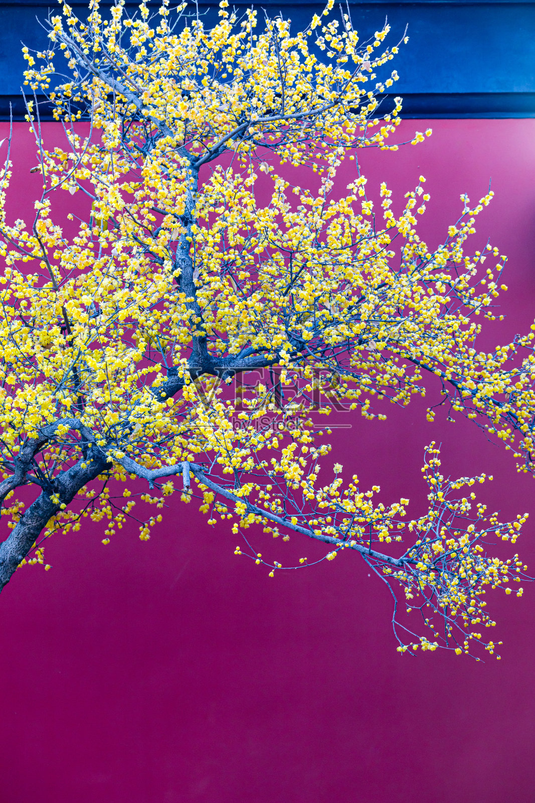 梅花盛开照片摄影图片