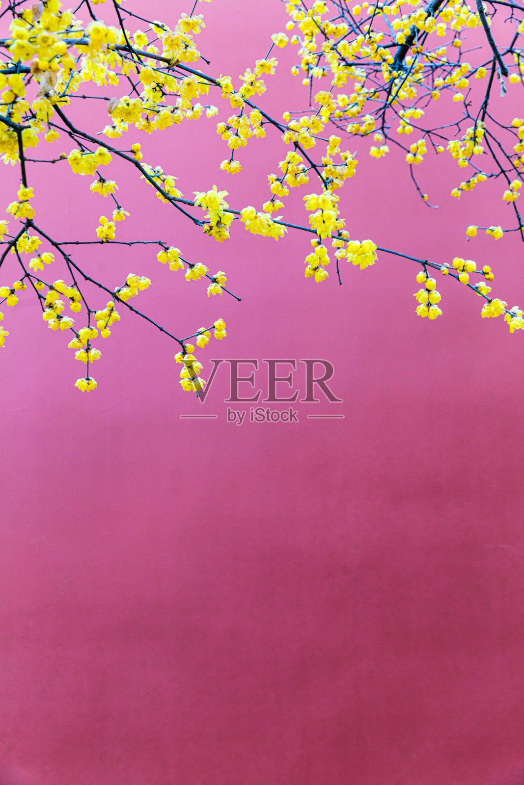 梅花盛开照片摄影图片