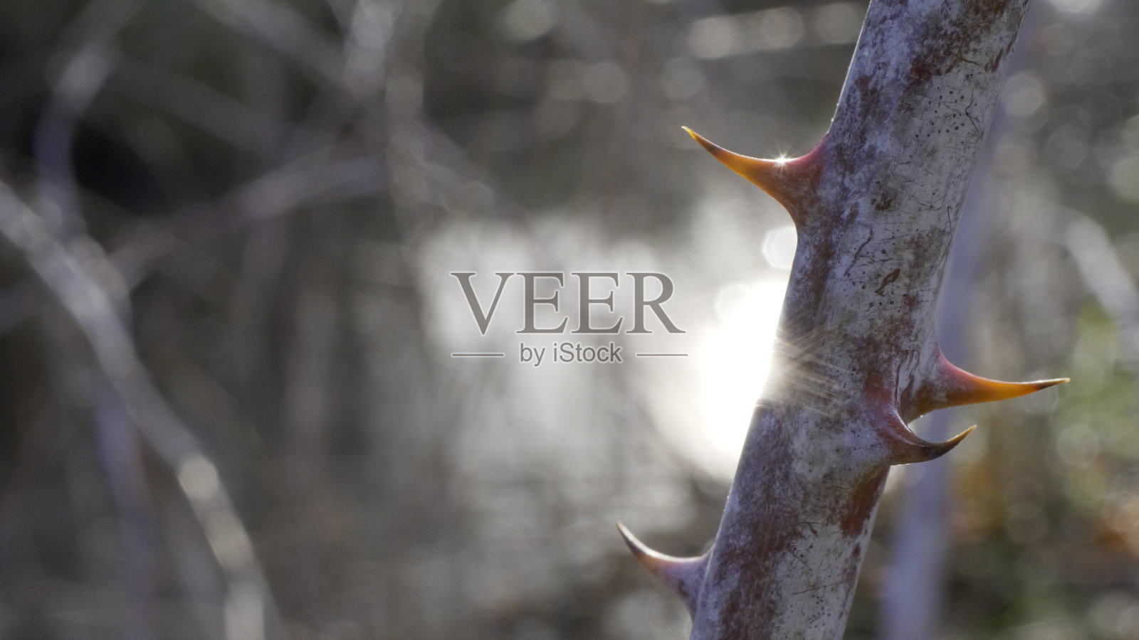 荆棘覆盖着枝头，星光点点，水花高亮。照片摄影图片