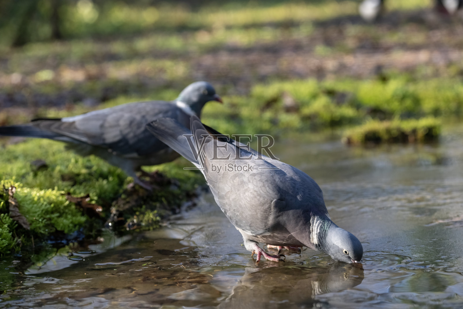 木鸽喝冰水照片摄影图片