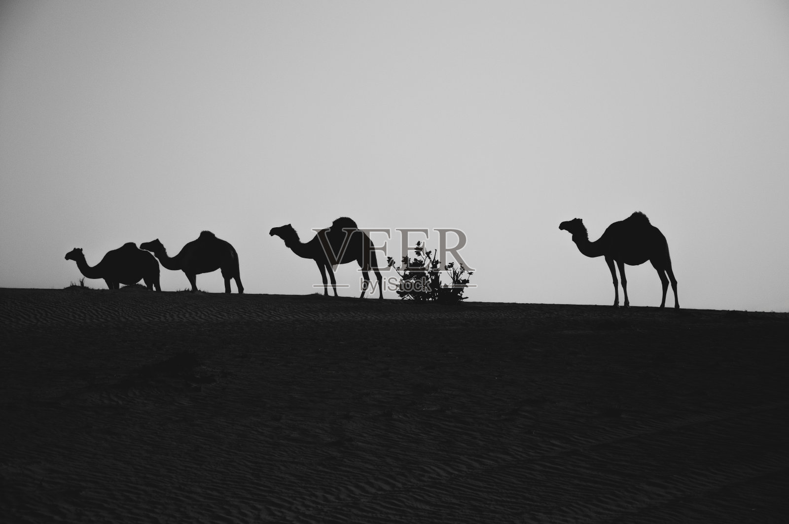 沙丘上的骆驼队照片摄影图片