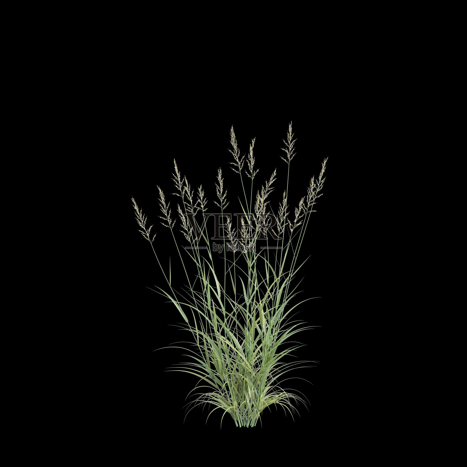 在黑色背景上孤立的蝴蝶花灌木的3d插图照片摄影图片