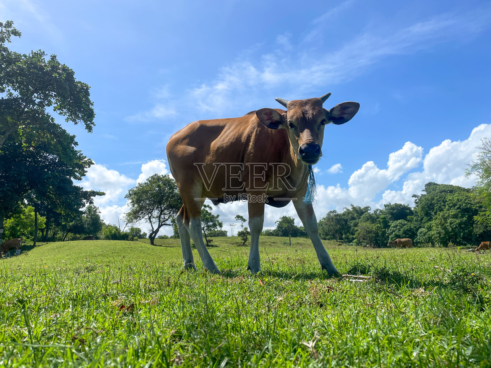 夏天，牛在草地上放牧照片摄影图片