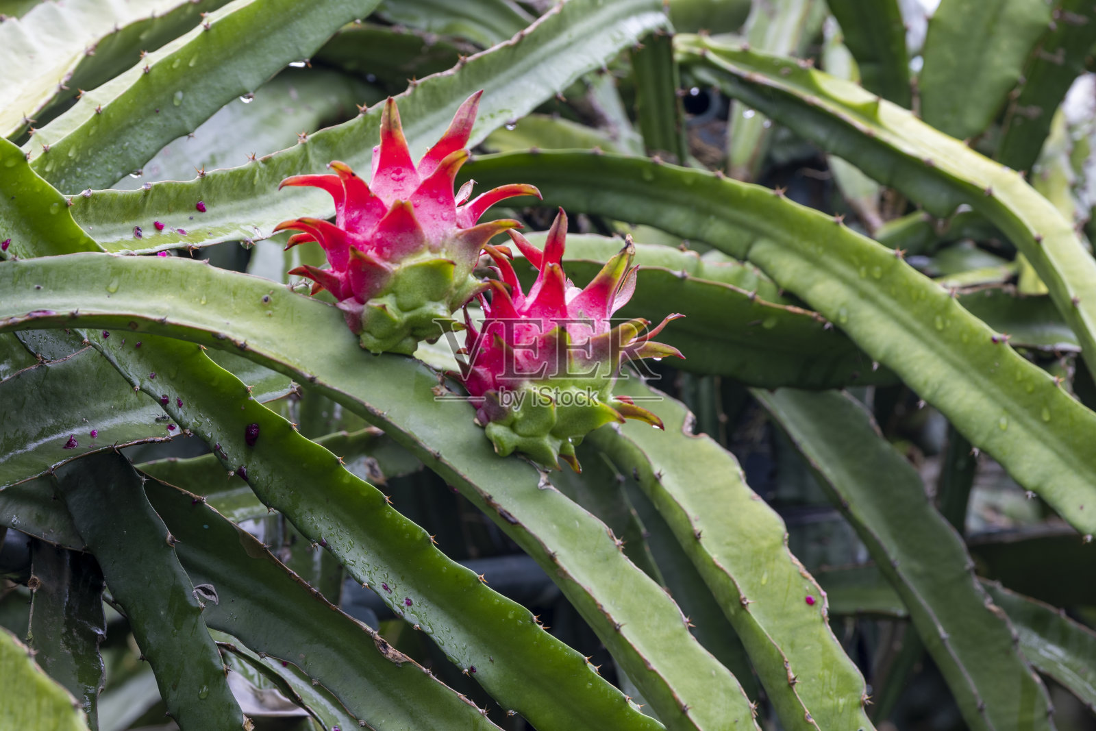 孟加拉国的火龙果种植园。火龙果是一种生长在热带地区的水果照片摄影图片