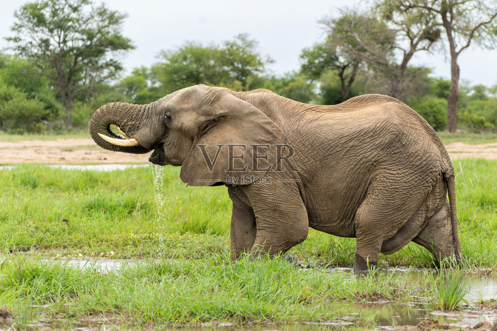 克鲁格国家公园里的公象照片摄影图片