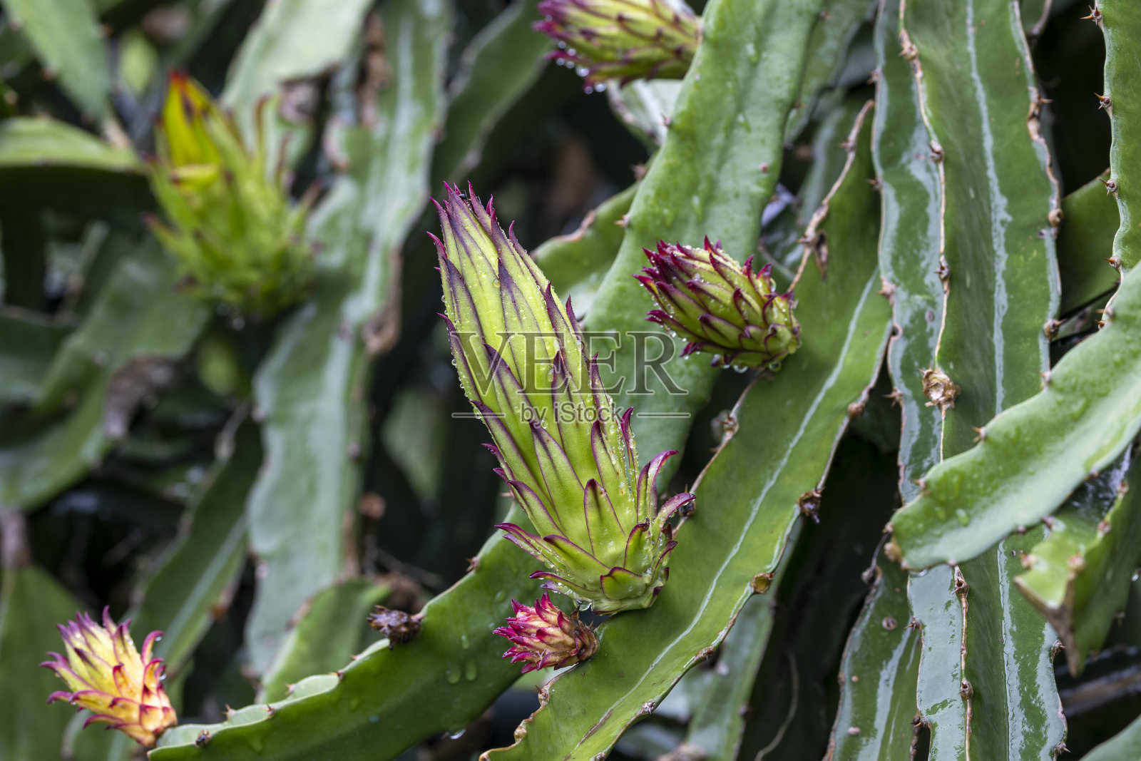火龙果树，树上有成熟的红色果实，在孟加拉国收获。火龙果园。照片摄影图片