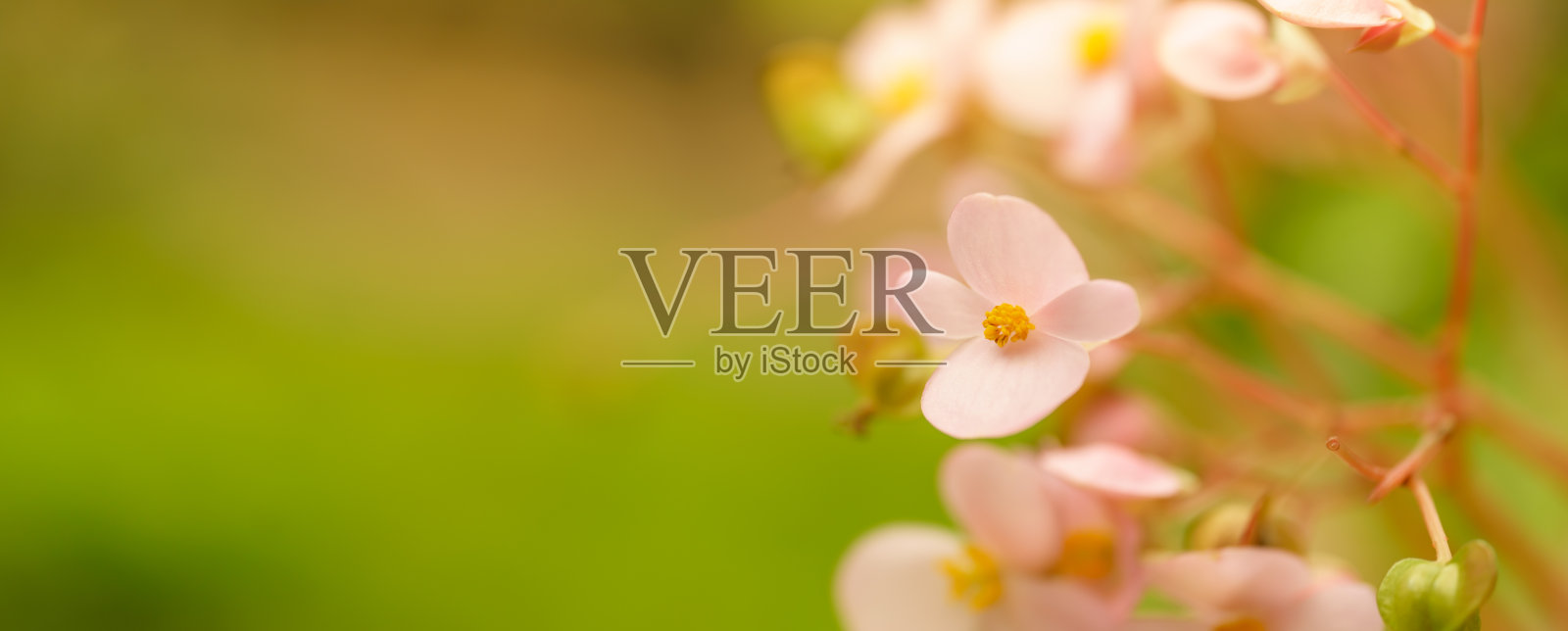 阳光下的迷你黄花特写，复制空间以自然绿色植物景观为背景，生态壁纸封面概念。照片摄影图片