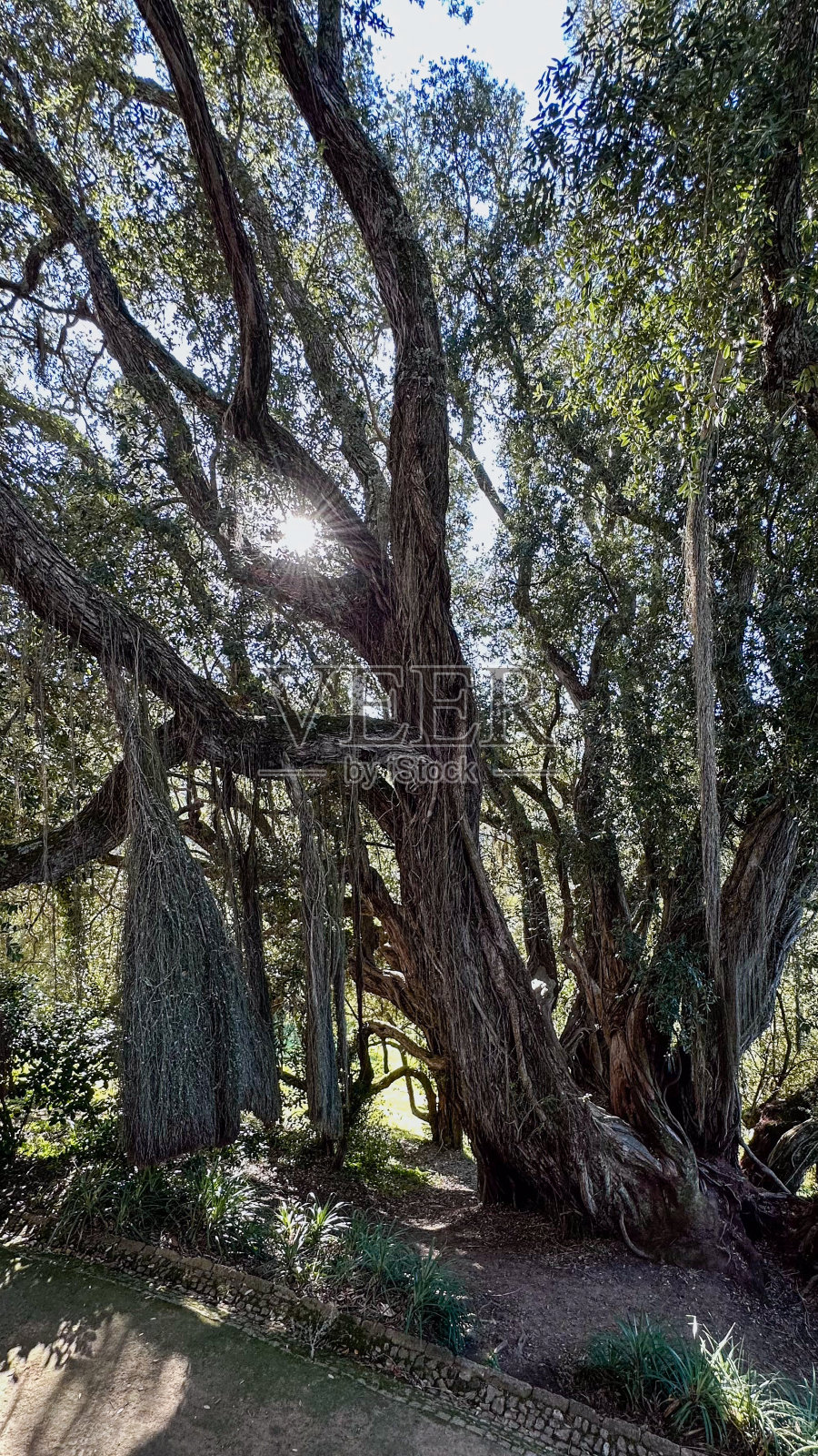 树照片摄影图片