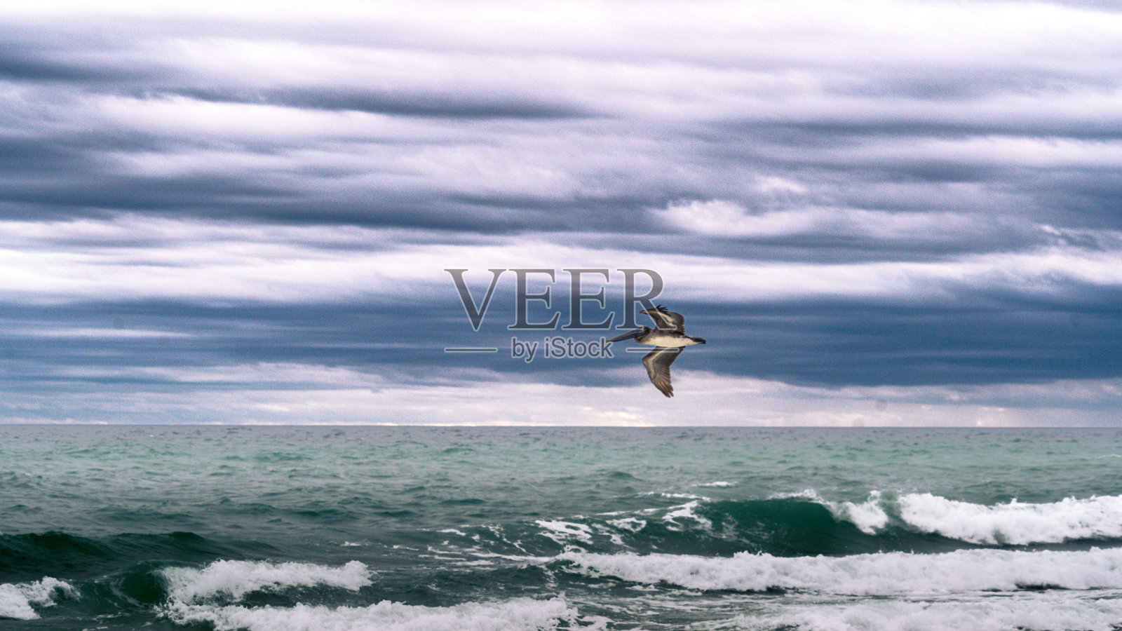 彭萨科拉鹈鹕照片摄影图片