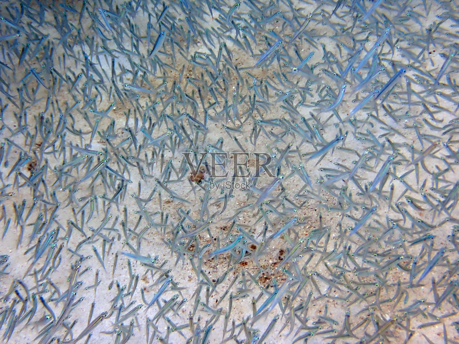 鱼照片摄影图片