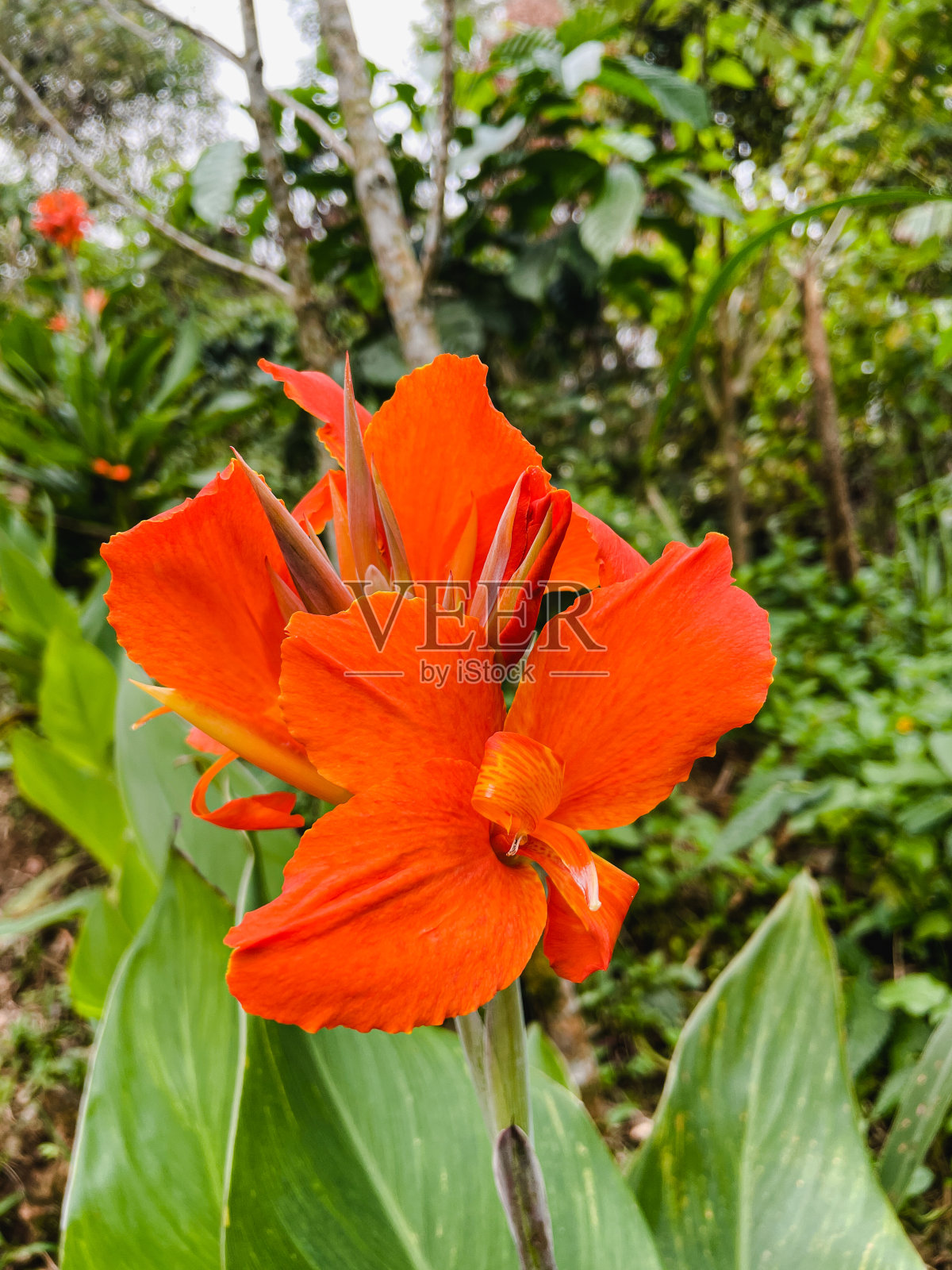美丽的美人蕉百合与绿叶在背景。黄色的花照片摄影图片