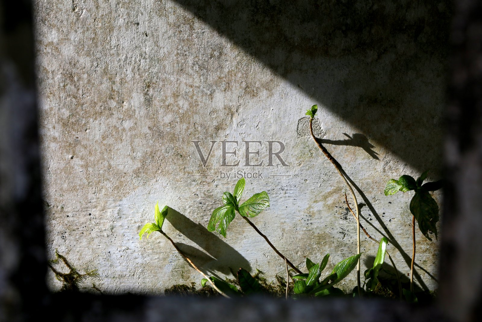 Caldeira do Faial及其周边照片摄影图片